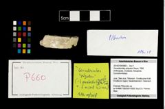 Foto (Objekt + Etikett) von Goniodromites polyodon (Reuss, 1858)  (NHMW-GEO-2014-0194-0660)